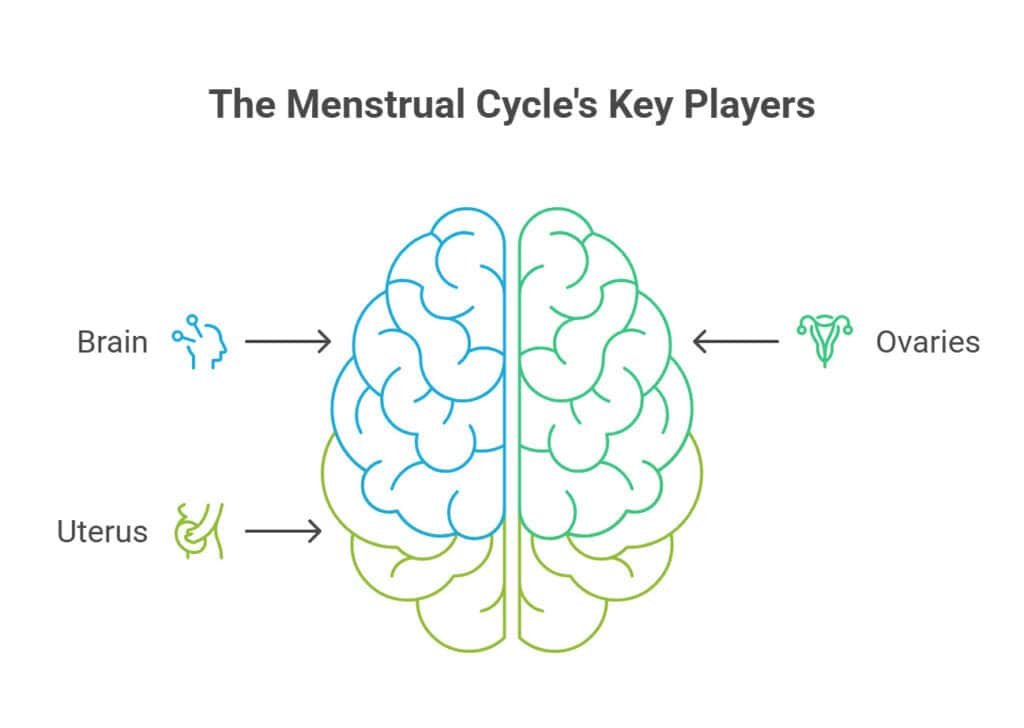 How to Support Hormone Health with Functional Testing Throughout the Menstrual Cycle (LC-MS Hormone Profile & Diurnal Cortisol) | Naturopathic Dr How to Support Hormone Health with Functional Testing Throughout the Menstrual Cycle (LC-MS Hormone Profile & Diurnal Cortisol) | Naturopathic Dr