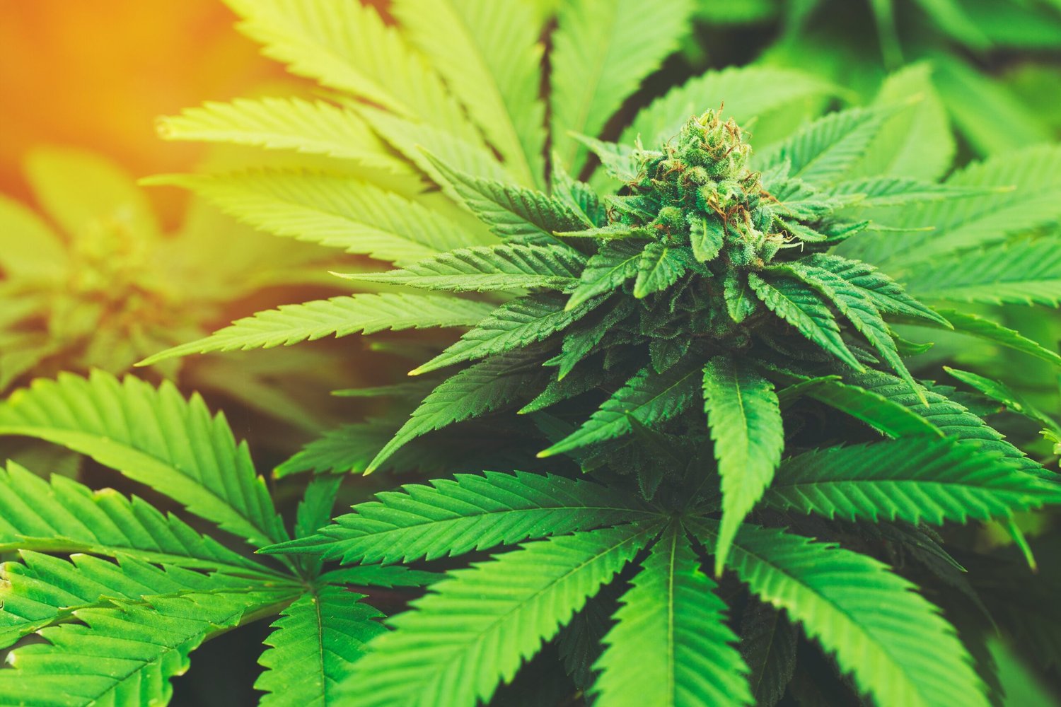 weed