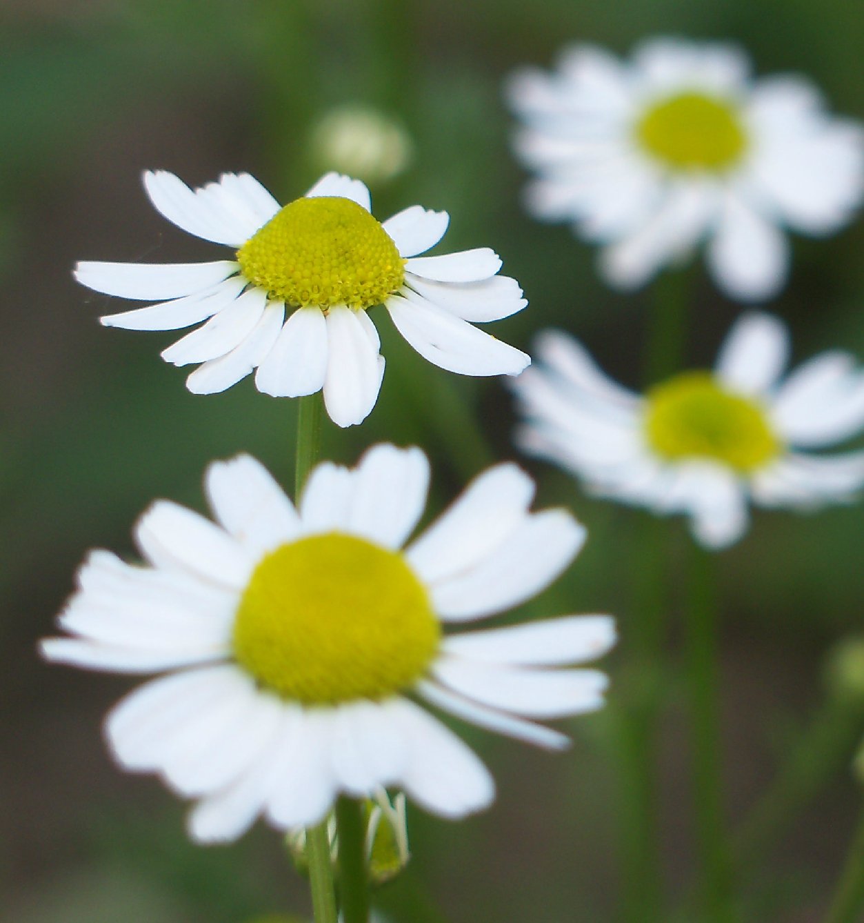 chamomile flowers